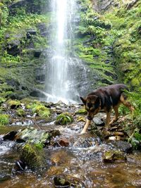 View of waterfall in forest