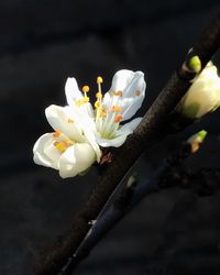 Close-up of white flower blooming on tree