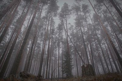 Low angle view of trees in forest