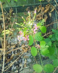 Plants growing on field