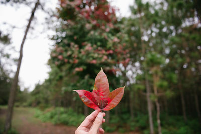 Person holding maple leaf