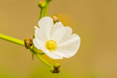 Close-up of white flowering plant