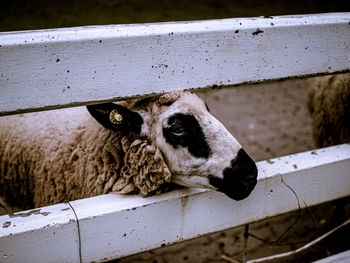 Caged sheep behind white fences in a tourist attraction in ratchaburi thailand