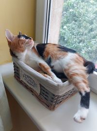 High angle view of cat sleeping on window