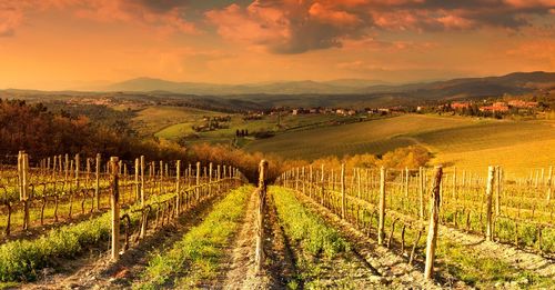 Scenic view of vineyard against sky