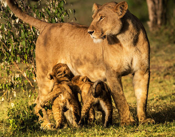 Lion in a field