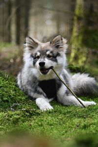 A young puppy finnish lapphund dog lying in the forest chewing in a stick