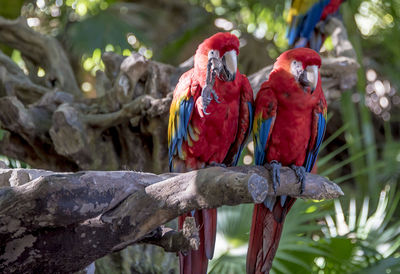Close-up of scarlet macaws perching on branch