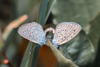 Close-up of butterfly on plant