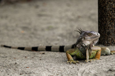 Close-up of lizard on land