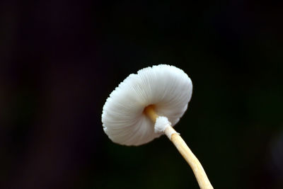 Close-up of white mushroom against black background