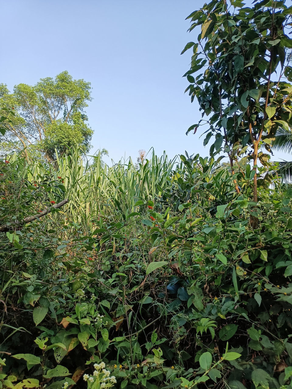 plant, growth, tree, nature, green, flower, leaf, sky, shrub, plant part, no people, beauty in nature, vegetation, food and drink, food, day, fruit, outdoors, healthy eating, land, foliage, lush foliage, tranquility, jungle, environment, low angle view, agriculture, clear sky, freshness, evergreen, produce, rainforest, landscape