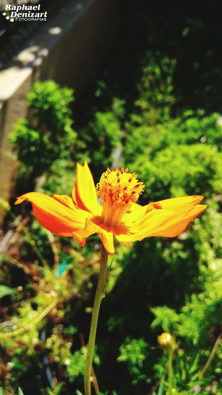 CLOSE-UP OF YELLOW FLOWER