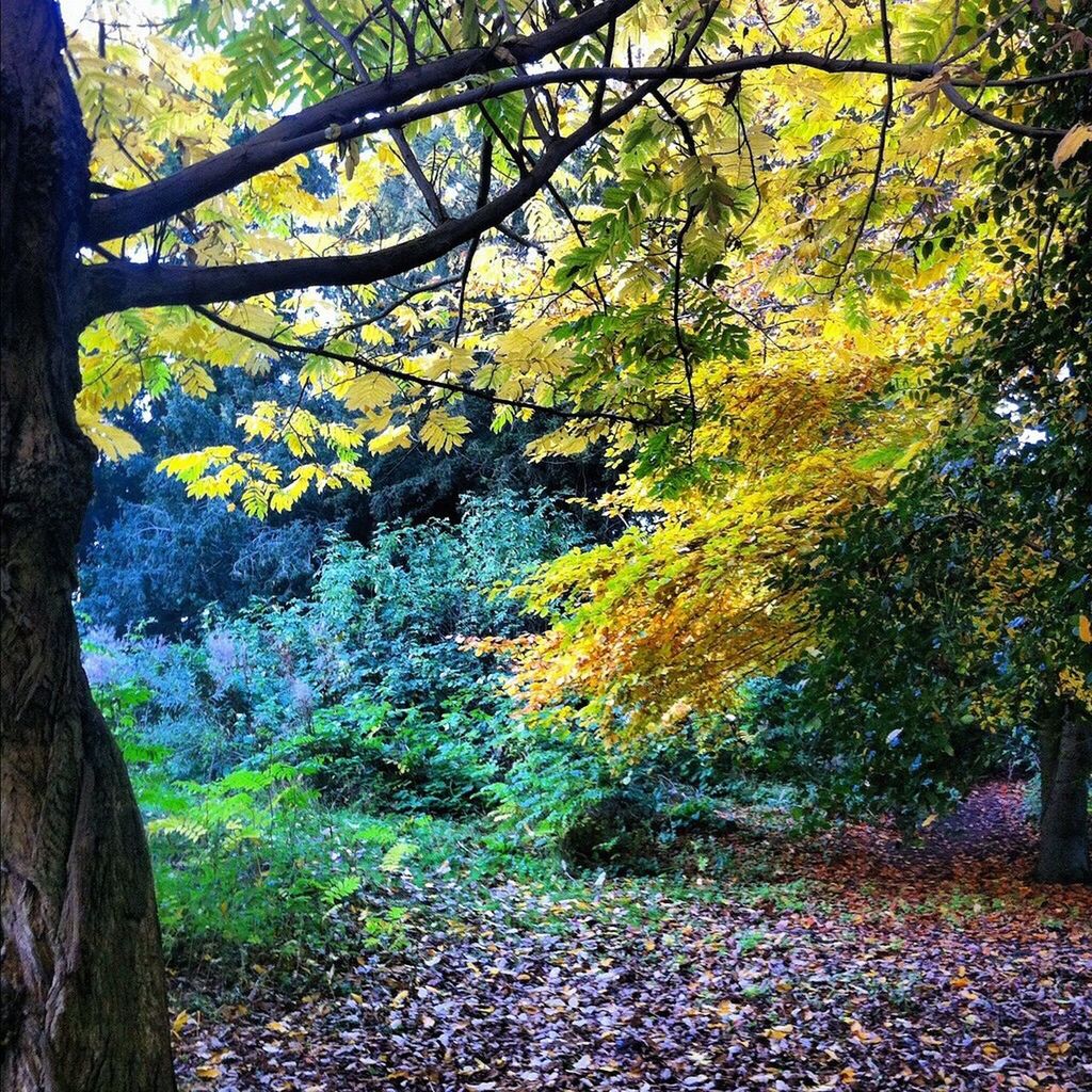 tree, growth, beauty in nature, nature, tranquility, tranquil scene, autumn, branch, yellow, scenics, tree trunk, change, leaf, season, forest, sunlight, green color, day, growing, outdoors