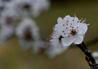 Close-up of white cherry blossom