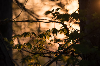 Setting sunlight through leaves on beyer farm trail in warsaw, in