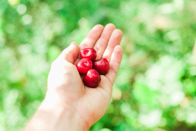 Close-up of hand holding strawberry