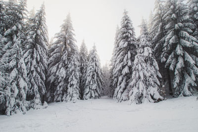 Trees on snow covered landscape