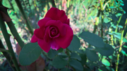 Close-up of red rose