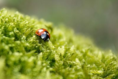 Close-up of ladybug on moss in sunshine 