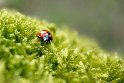 Close-up of ladybug on plant