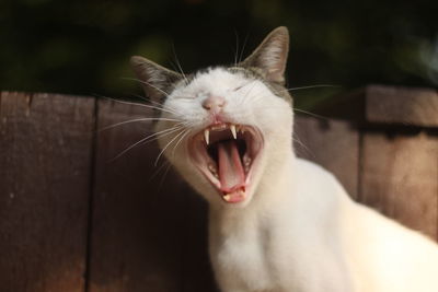 Close-up of cat yawning