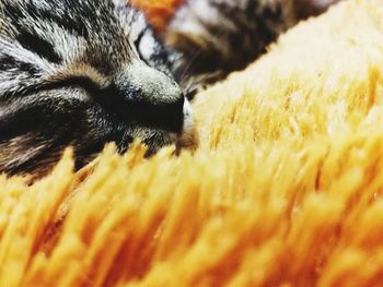 Close-up of a dog sleeping