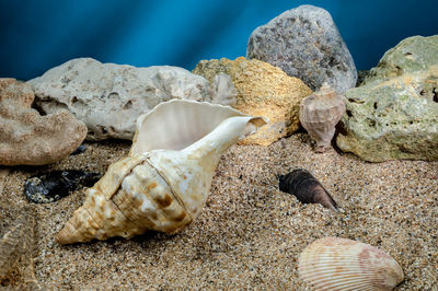 Close-up of seashells on beach