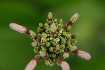 Close-up of flower buds on plant