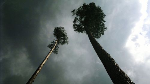 Low angle view of trees against sky