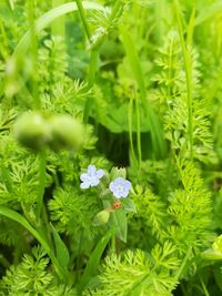 Close-up of flowers blooming outdoors