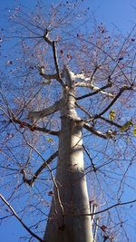 Low angle view of bare trees against blue sky