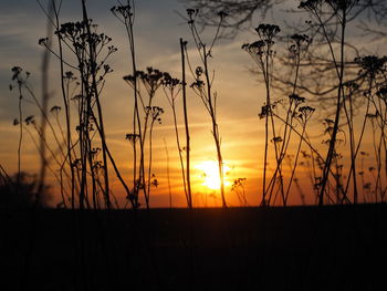 Silhouette plants on field against sky during sunset