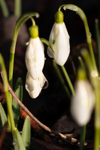 Close-up of white flowering plants