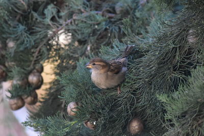 High angle view of a bird in nest