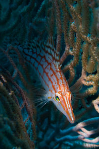 Close-up of fish swimming underwater