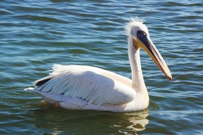 Close-up of bird in lake