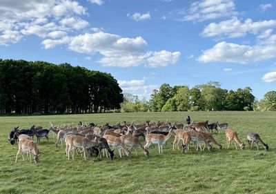 Horses in a field