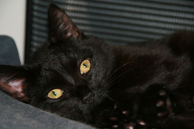 Portrait of black cat