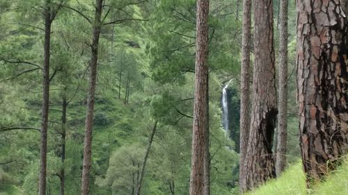 Pine trees in forest