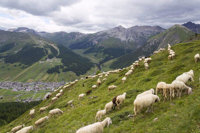 Flock of sheep on grassy field against sky