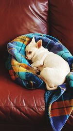 High angle view of dog sleeping on bed