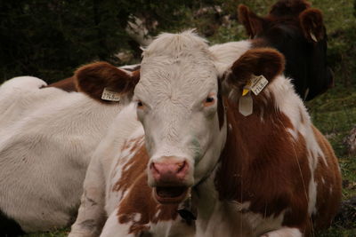 Portrait of cow