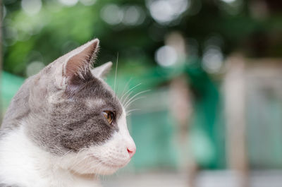 Close-up of cat outdoors