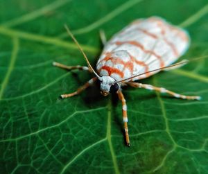 Close-up of insect on leaf