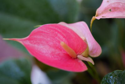 Close-up of pink rose flower