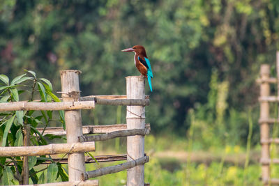 Kingfisher perching on wooden post