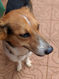 pet