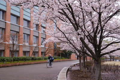 Rear view of people walking on street