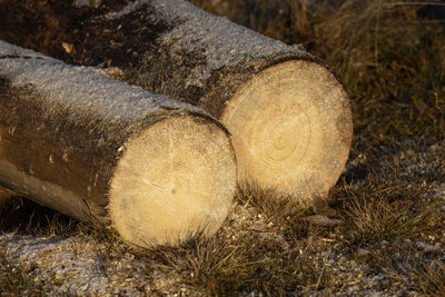 Close-up of logs in forest